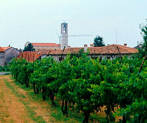 Vineyard and campanile Arzene Friuli Italy   Grave del Friuli