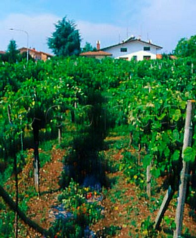 Small vineyard and tomato vines Carlino Friuli   Italy    Friuli Annia