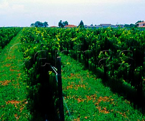 Vineyard near Marano Lagunare Friuli Italy     Friuli Annia