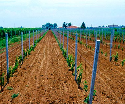 Young vines near Marano Lagunare Friuli Italy   Friuli Annia
