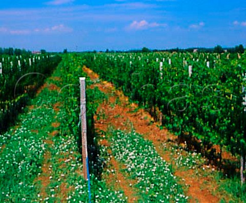 Large vineyard near Carlino Friuli Italy     Friuli Annia