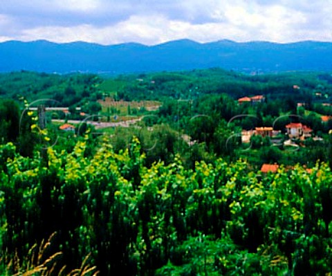 Vineyard near Vrtojba near the border with Italy   Slovenia  Brda