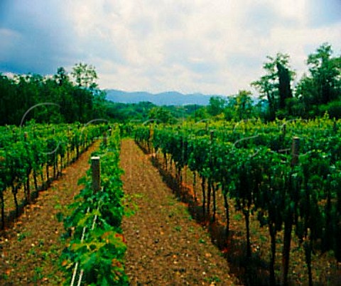 Vineyard near Vrtojba near the border with Italy   Slovenia  Brda