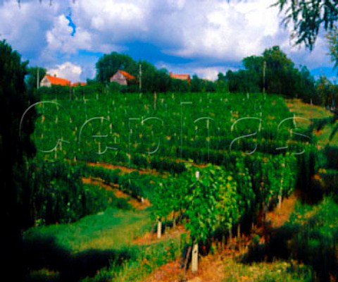 Contour planted vineyard Mihalovci Slovenia   LjutomerOrmoz