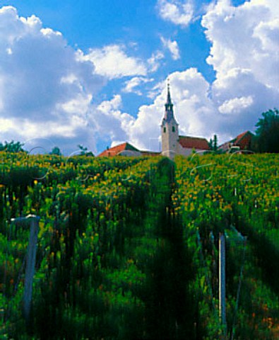Church overlooking vineyards Mihalovci Slovenia   LjutomerOrmoz