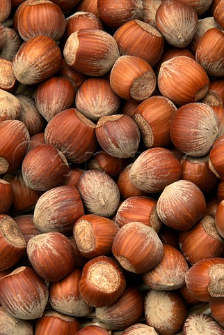 Hazelnuts from Piemonte Italy
