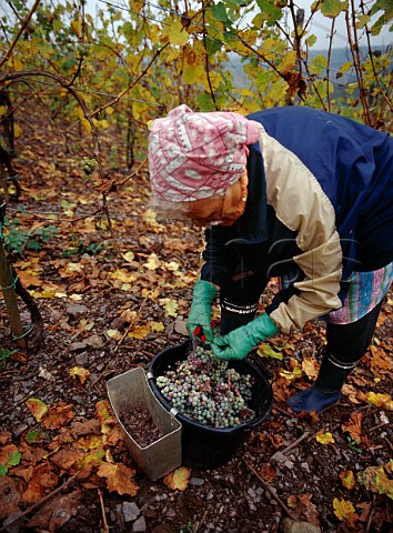 Polish worker separating Riesling grapes with botrytis noble rot from those without in the Scharzhofberg vineyard of Egon Mller Wiltingen  Saar Germany  Mosel