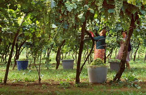 Harvesting grapes in pergola trained   vineyard Soave Veneto Italy