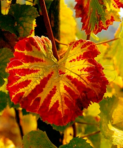 Autumn coloured vine leaf above Graach  Germany   Mosel