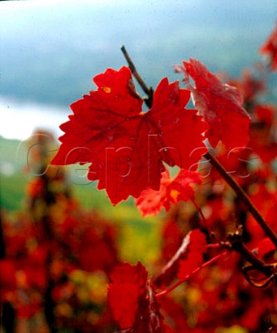 Autumn coloured vine leaf above Graach  Germany   Mosel