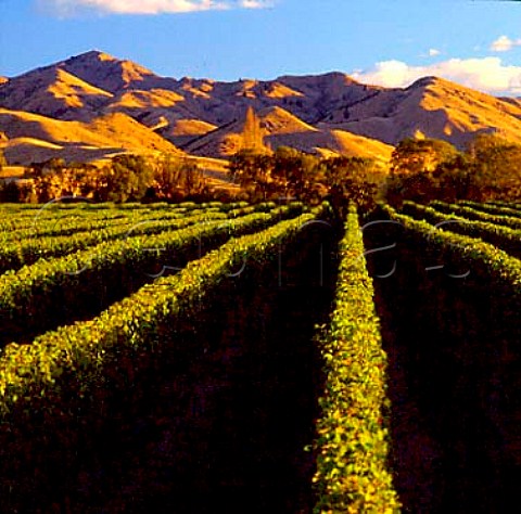 Vineyard of Omaka Springs Marlborough   New Zealand