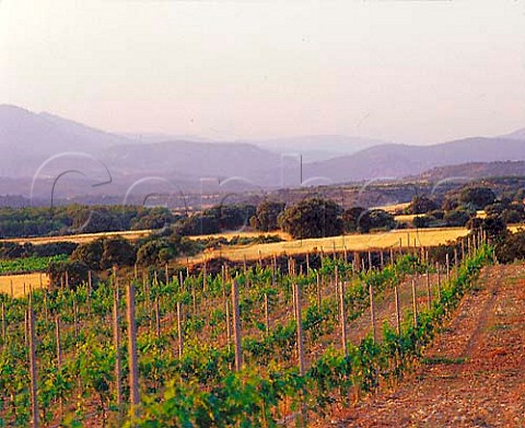 Vineyard near Ponzano Aragn Spain  Somontano
