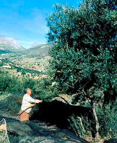 Harvesting olives near Alcaucin Malaga province   Andaluca Spain