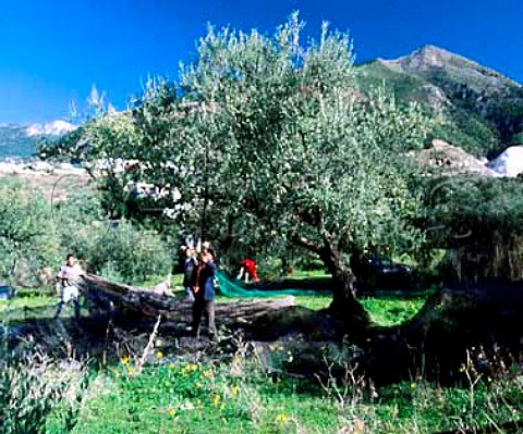 Harvesting olives at Alcaucin near Velez Malaga   Andaluca Spain