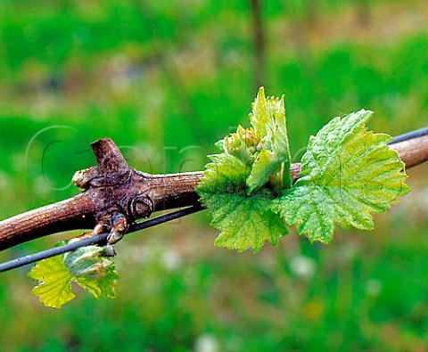 Spring leaves on Pinot Noir vine   Denbies Estate Dorking Surrey England
