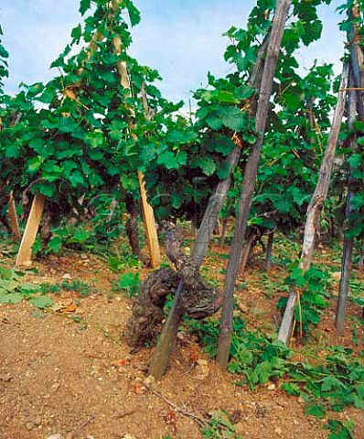 100year old Syrah vine in La Mouline vineyard of   Guigal Ampuis Rhne France     Cte Rtie
