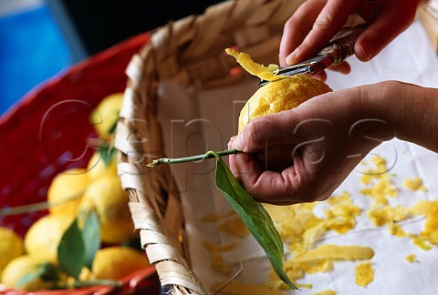 Peeling Amalfi lemons for making  Liquore al Limone in the Profumi della  Costiera Ravello Campania Italy