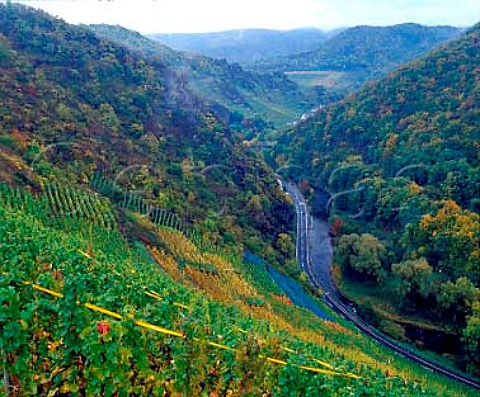 Vineyards overlooking the Ahr valley at Altenahr    Germany  Ahr