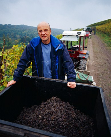 Egon Mller of MllerScharzhof with botrytised Riesling grapes in the Scharzhofberg vineyard Wiltingen Saar Germany  Mosel