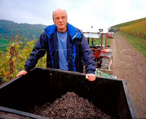 Egon Mller of MllerScharzhof with botrytised   Riesling grapes in the Scharzhofberg vineyard   Wiltingen  Saar Germany  Mosel