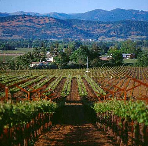 Staglin Family vineyard Rutherford Napa Co   California