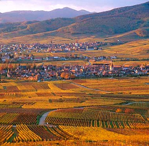 Kientzheim with Ammerschwihr beyond surrounded by   autumnal vineyards in the Kaysersberg Valley viewed   from the Montagne de Sigolsheim   HautRhin France         Alsace