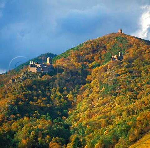 The three ruined chteaux above Ribeauvill   HautRhin France   Alsace