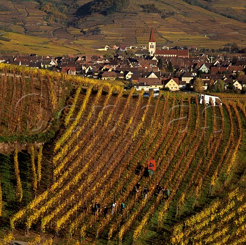 Harvesting vendangetardive grapes in late October    in the KaefferKopf vineyard Ammerschwihr   HautRhin France       Alsace