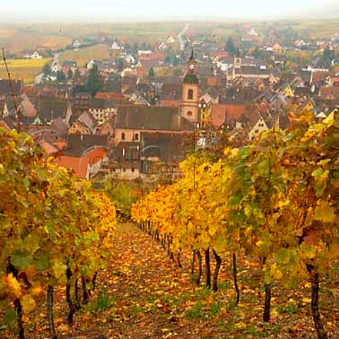 View from the Grand Cru Schoenenbourg vineyard above   Riquewihr HautRhin France      Alsace