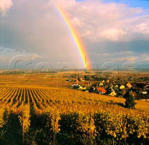 Rainbow above Hunawihr viewed from the   Grand Cru Rosacker vineyard HautRhin France       Alsace