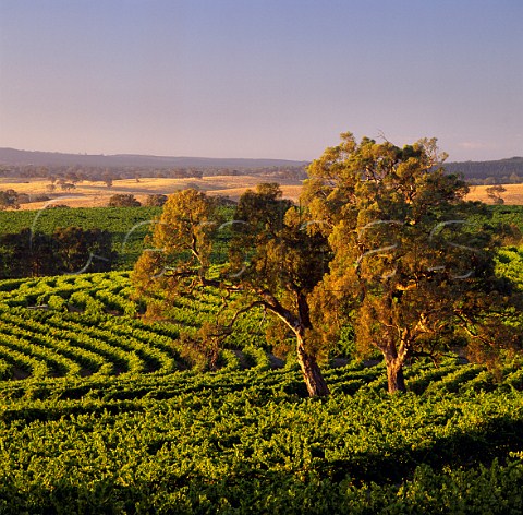 Contourplanted vineyard on the Tollana Woodbury Estate Eden Valley South Australia
