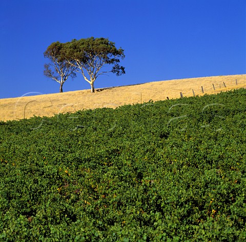 Gum trees and vineyard near Angaston   South Australia        Barossa Valley
