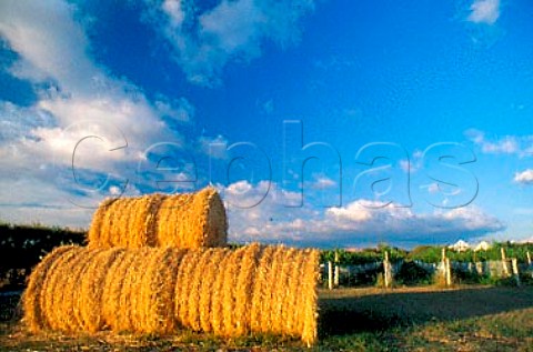 Bales of straw used for mulching   nonirrigated vineyards of Dry River   Martinborough New Zealand   Wairarapa