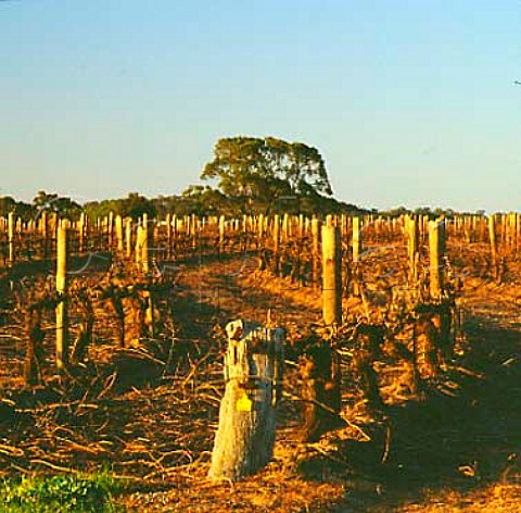 The Armagh the flagship Shiraz vineyard of   Jim Barry Wines Clare South Australia  Clare Valley