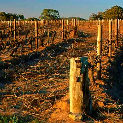 The Armagh the flagship Shiraz vineyard of   Jim Barry Wines Clare South Australia  Clare Valley