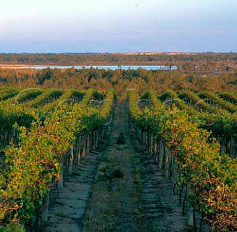 Vineyard of Banrock Station KingstononMurray   South Australia       Riverland
