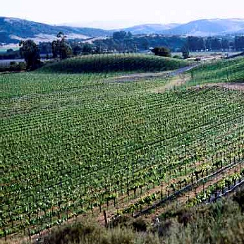Babcock vineyard Lompoc Santa Barbara Co   California   Santa Rita Hills AVA  Santa Ynez Valley
