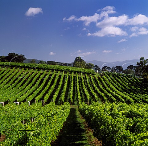 Seville Estate vineyard Seville Victoria   Australia    Yarra Valley