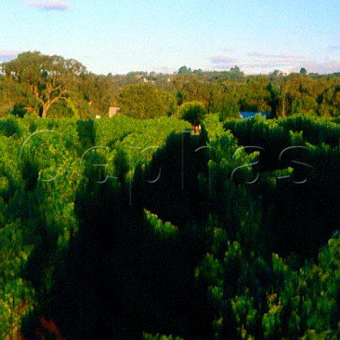 Vineyard of Dromana Estate Dromana   Victoria Australia     Mornington Peninsula