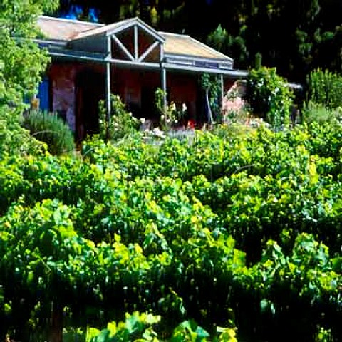 Vineyard and winery of Main Ridge Estate Red Hill   Victoria Australia     Mornington Peninsula