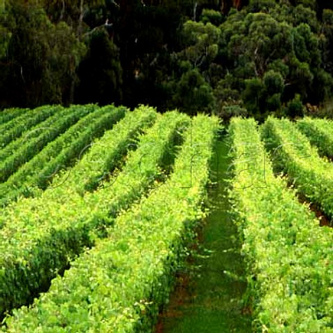 Vineyard of Paringa Estate Red Hill South   Victoria Australia     Mornington Peninsula