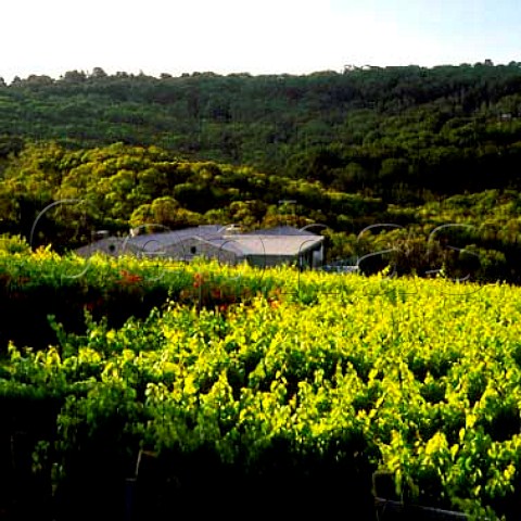 Vineyard and winery of Paringa Estate   Red Hill South Victoria Australia       Mornington Peninsula
