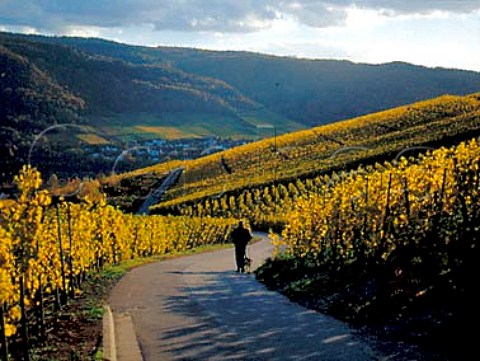 Walking in Rosenberg vineyard above BernkastelKues   Germany    Mosel