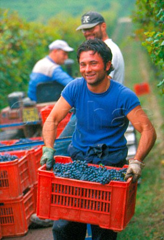 Harvesting Nebbiolo grapes in vineyard   of Ceretto Barbaresco Piemonte Italy