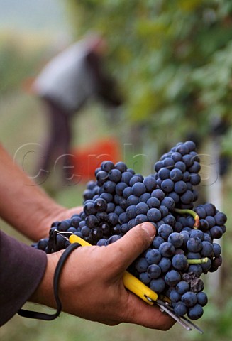 Harvesting Nebbiolo grapes in vineyard   of Ceretto at Barbaresco Piemonte   Italy    Barbaresco