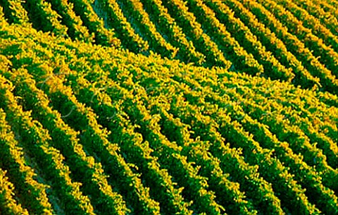 Vineyard in the Monferrato Hills near   Nizza Monferrato southeast of Asti   Piemonte Italy