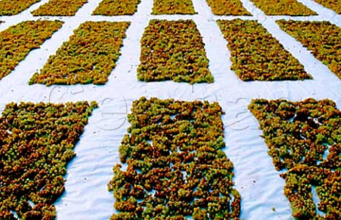 Harvested Malvasia di Candia grapes laid   out to dry at La Stoppa Ancarano di   Rivargaro Emilia Romagna Italy   Colli Piacentini