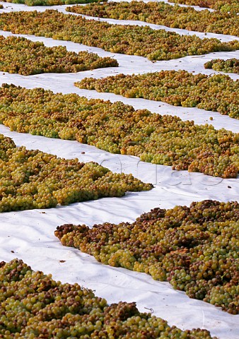 Harvested Malvasia di Candia grapes laid   out to dry at La Stoppa Ancarano di   Rivargaro Emilia Romagna Italy Colli Piacentini
