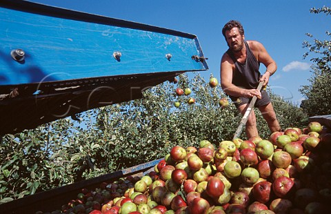 Cider apple harvest Somerset England
