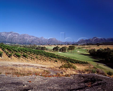 Kleine Zalze vineyards by the Spier golf course   Stellenbosch Cape Province South Africa